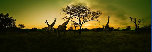Afrique du Sud - girafes sur coucher de soleil